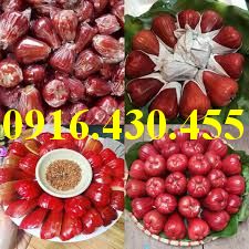 Cây giống roi đỏ